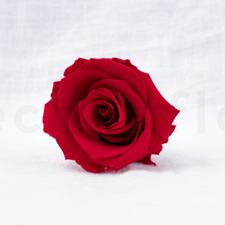 Konservierte Rose Verdissimo L - Bulk 195 St&uuml;ck - Red
