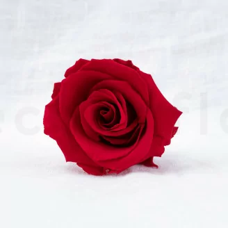 Rose stabilis&eacute;e L Rouge - Vrac (x195)
