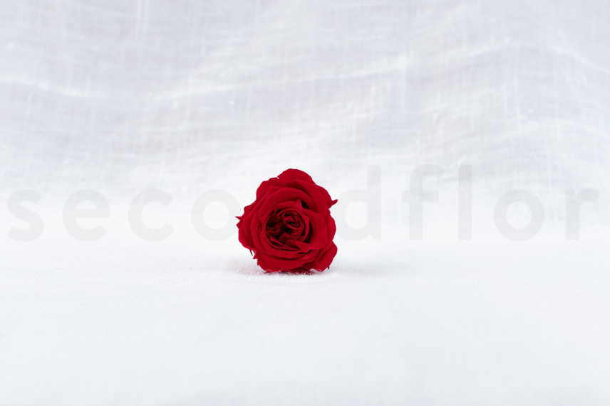 Rose Princess Konserviert - Verpackung 16 St. - Rot