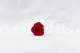 Rose Princess stabilis&eacute;e Rouge (x16) 1