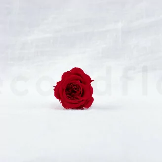 Preserved Princess Rose Red (x16)