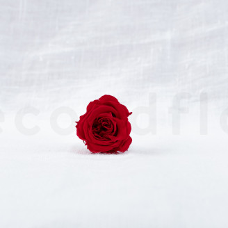 Rosa Princesa Preservada - Caja de 16 - Roja