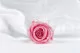 Preserved Rose L Pink - Bulk (x195) 2