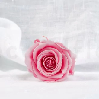 Konservierte Rose L Rosa - Gro&szlig;packung (x195)