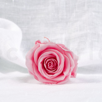 Rosa preservada Verdissimo L - Granel 195 unidades - Pastel Pink