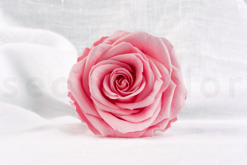 Rose Verdissimo Premium Stabilized - Box of 4 - Pastel Pink