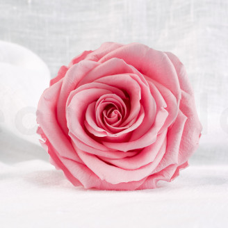 Rose Verdissimo Premium Stabilisiert - Verpackung 4 St. - Pastel Pink