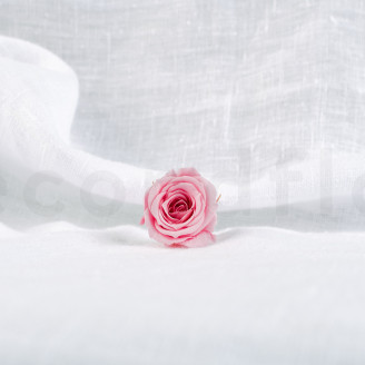 Rose Princess Stabilis&eacute;e - Bo&icirc;te de 16 - Pastel Pink