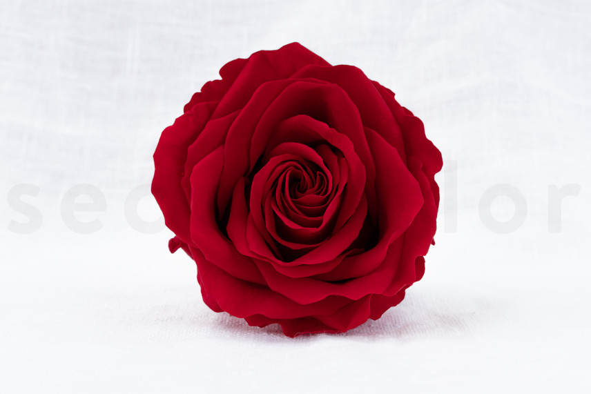 Rose Verdissimo Premium Stabilized - Box of 4 - Red