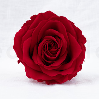 Rose Verdissimo Premium Stabilized - Box of 4 - Red