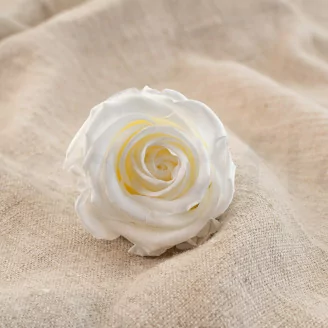 Konservierte Rose Verdissimo L - Bulk 195 St&uuml;ck - White