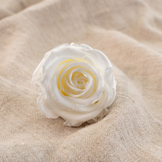 Preserved rose Verdissimo L - Bulk of 195 units - White