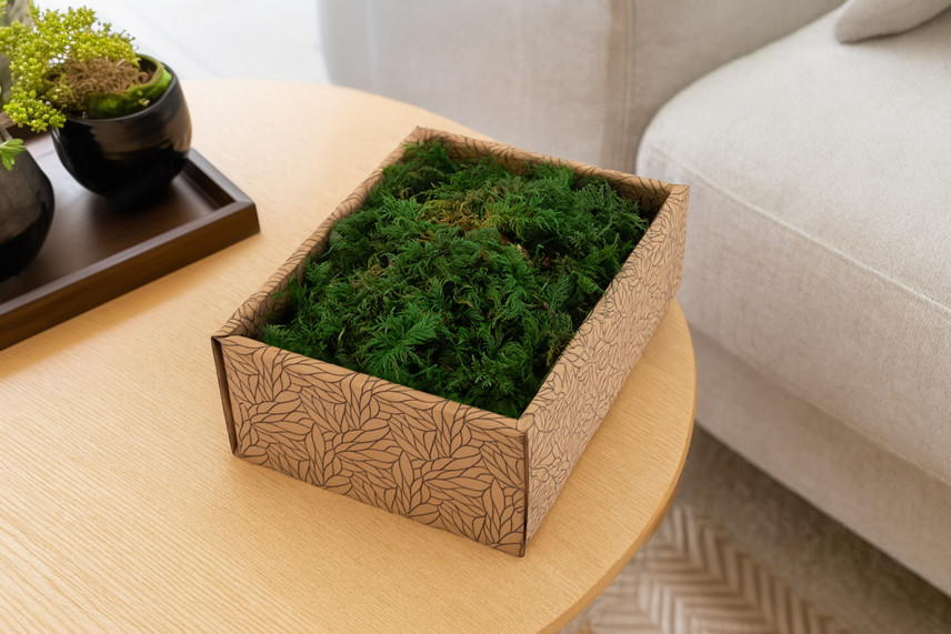 Muschio di felce stabilizzato - Creabox S - Verde