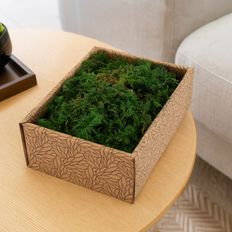 Muschio di felce stabilizzato - Creabox S - Verde