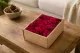 Lichen stabilis&eacute; Fuchsia (Creabox S) 1