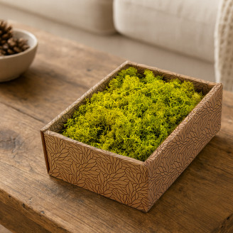 Liquen preservado - Creabox - Lime Green