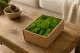 Liquen preservado Light Green (Creabox S) 1