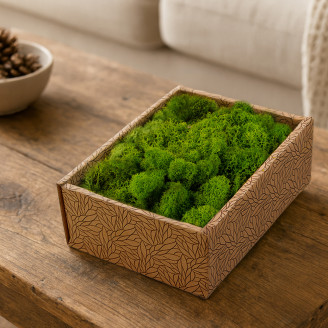 Lichene stabilizzato - Creabox - Light Green