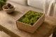 Konserviertes Islandmoos Medium Green (Creabox S) 1