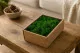 Liquen preservado Nature Green (Creabox S) 1