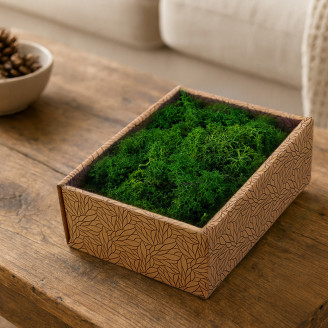 Lichene preservato - Creabox S - Nature Green