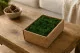 Lichen stabilis&eacute; Forest Green (Creabox S) 1