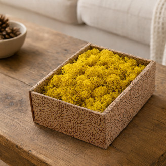Lichene preservato - Creabox S - Giallo