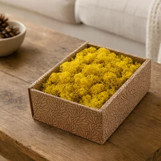 Lichene stabilizzato - Creabox S - Giallo