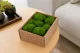 Preserved Mini Ball Moss Light Green (Creabox S) 1