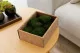 Mini Muschio a sfera stabilizzato Nature Green (Creabox S) 1