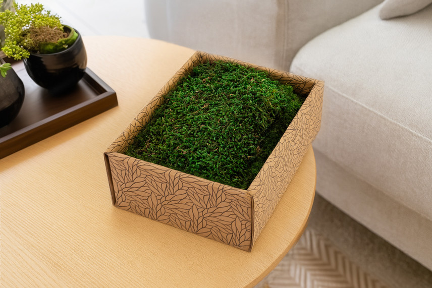 Musgo Plano preservado - Creabox S - Verde