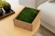 Preserved Flat Moss (Creabox S) 1