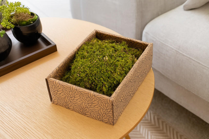 Muschio di roccia stabilizzato - Creabox S - Verde