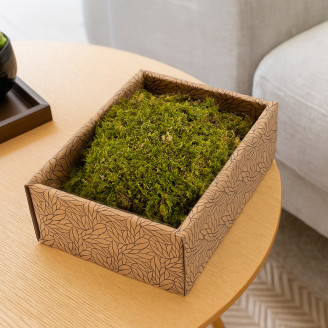 Muschio di roccia preservato - Creabox - Verde