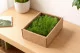 Air Fern stabilizzato Light Green (Creabox S) 1