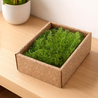 Air Fern preservado - Creabox - Light Green