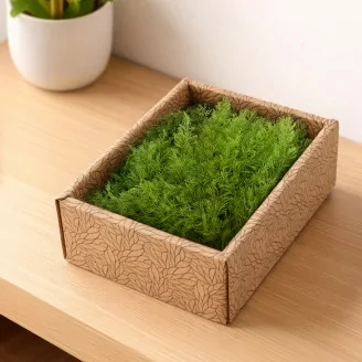 Air Fern stabilizzato Light Green (Creabox S)