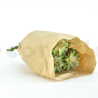 Preserved Plumosum Female - Bouquet - Green