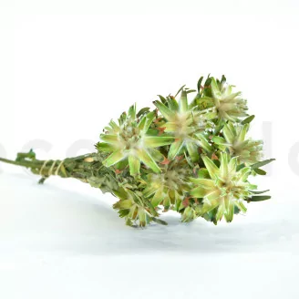 Plumosum Femelle stabilis&eacute; Vert