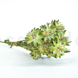 Preserved Plumosum Female - Bouquet - Green