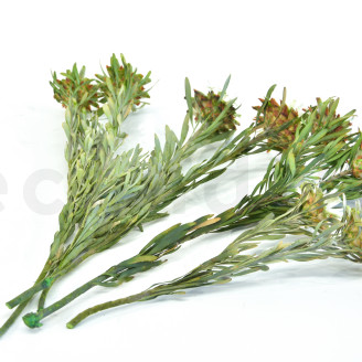 Plumosum femminile preservato - Mazzo - Verde