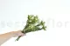 Plumosum hembra preservada Verde 5