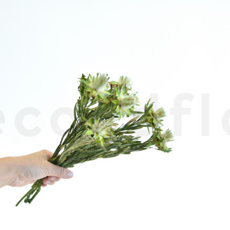 Preserved Plumosum Female - Bouquet - Green