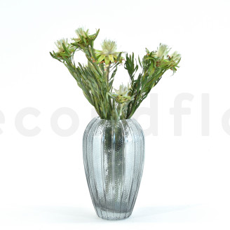 Plumosum femelle stabilis&eacute; - Bouquet - Vert