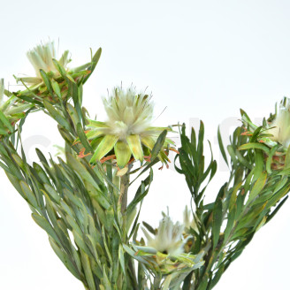 Preserved Plumosum Female - Bouquet - Green