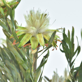 Plumosum femelle stabilis&eacute; - Bouquet - Vert
