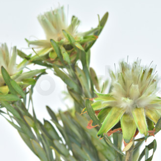 Plumosum femminile preservato - Mazzo - Verde