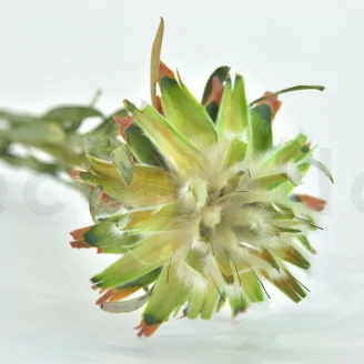 Plumosum femminile stabilizzato Verde