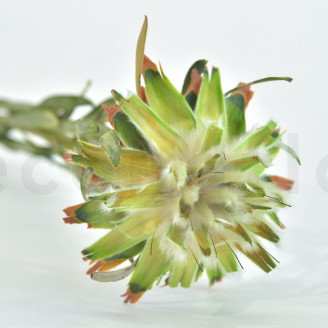 Plumosum hembra Preservada - Ramo - Verde