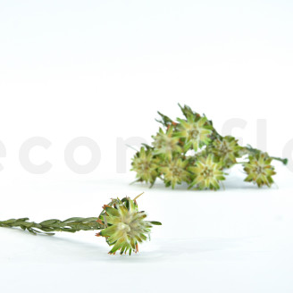 Preserved Plumosum Female - Bouquet - Green